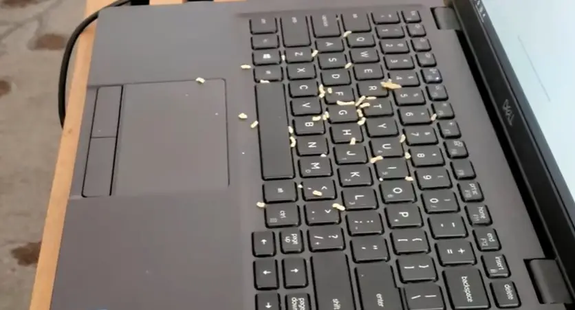 Clean Greasy Keyboard Laptop